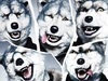 MAN WITH A MISSION、MONGOL800、10-FEETら、「屋久島天鼓祭」出演決定 - MAN WITH A MISSION
