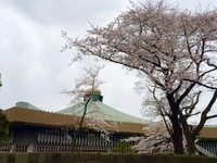 桜咲く武道館、今日はTHE BAWDIESのファイナルだ！